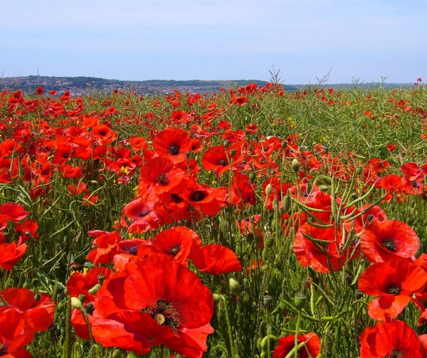 papaverrhoeaspoppyfield221681